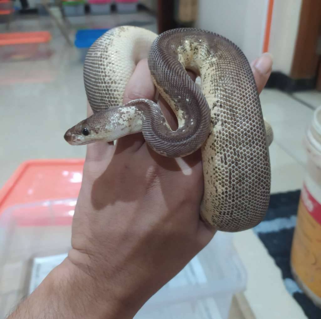 ball-python-leopard-black-pewter-clown-Z0D0KBOHCK