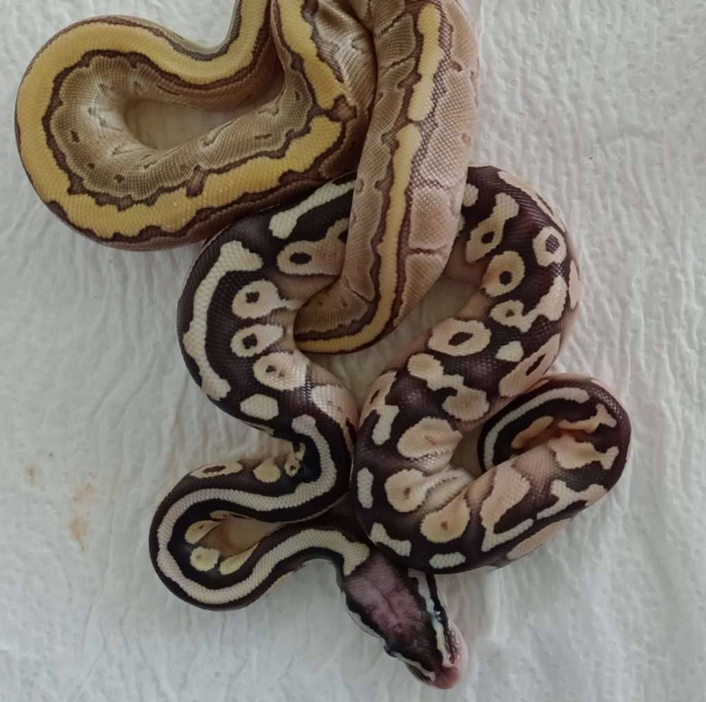 pastave-m--f-jigsaw-H2GTII81WY