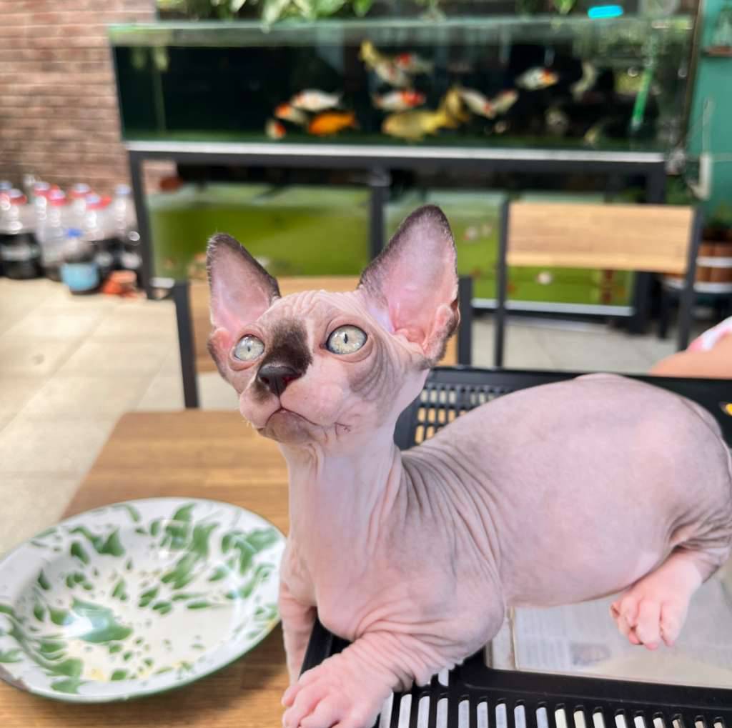 bambino-sphynx-62UTTOGBC4