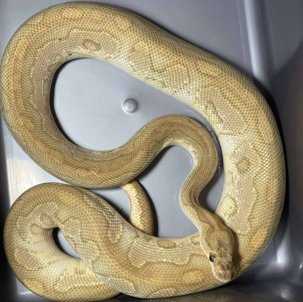 proven-red-stripe-lesser-clown-XLT06UGKLM