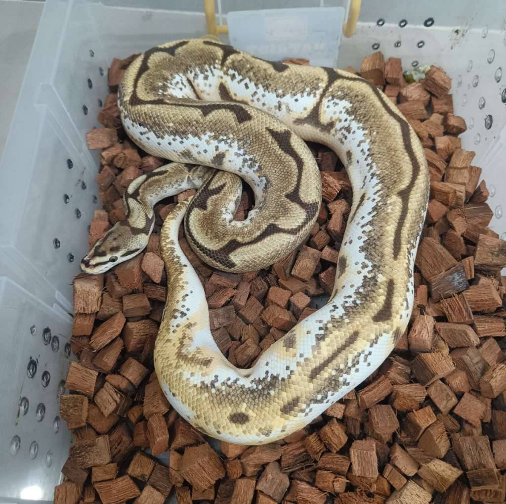 spider-odyb-het-pied-LW4301TUCV