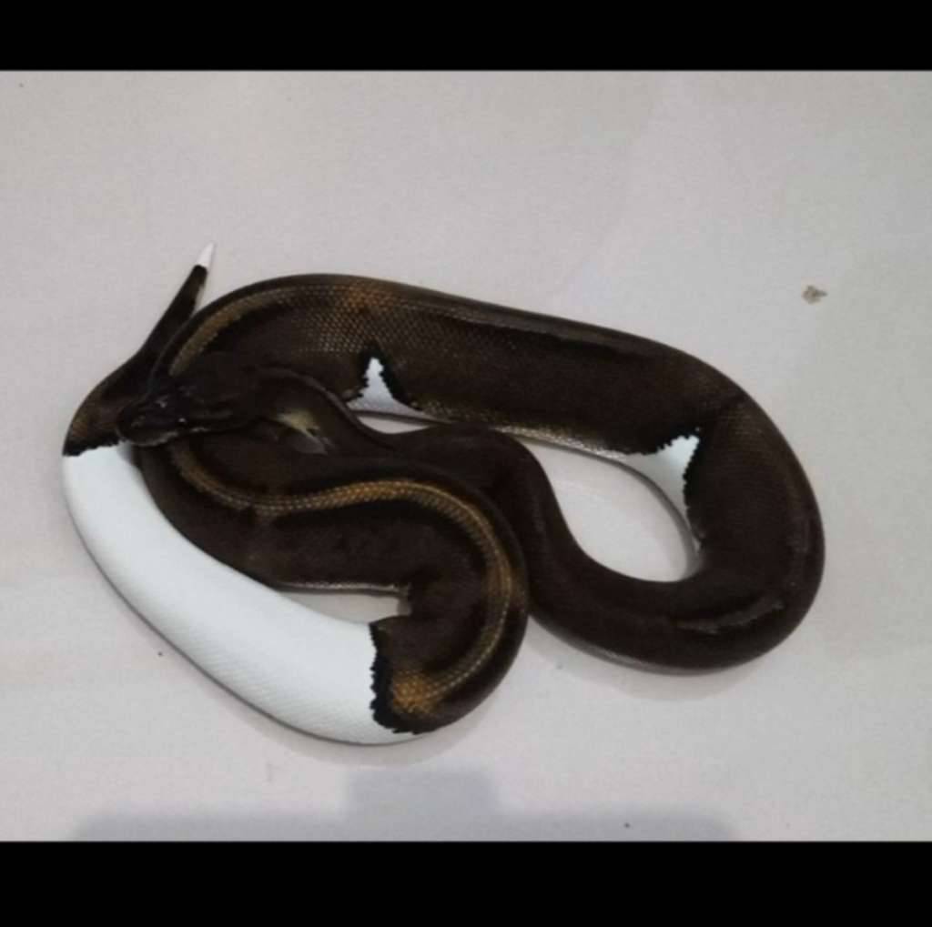 mahogany-pied-2YXDSSNGYY