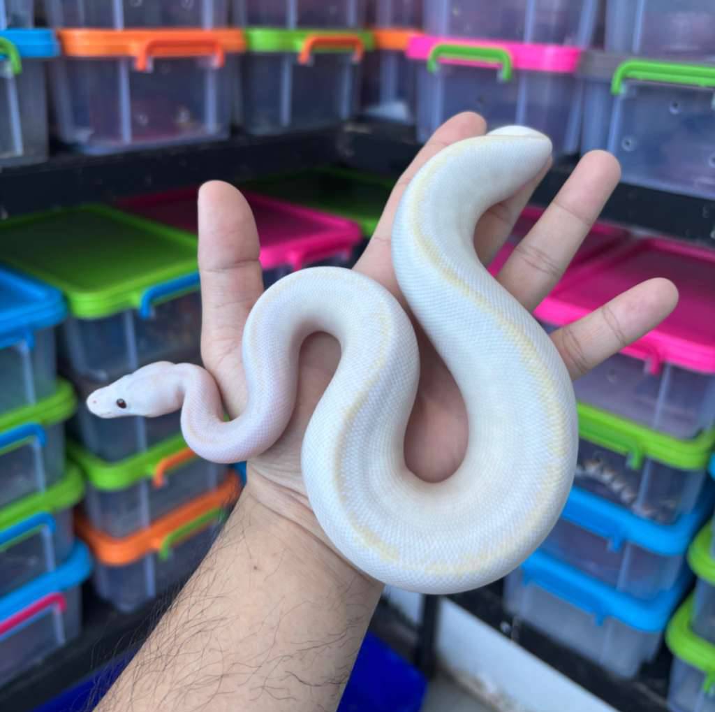 m-highway-champagne-banana-0ZC8NG8CIY