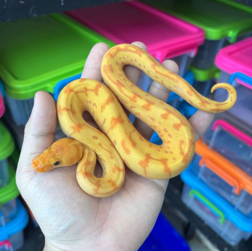 f-banana-pintripe-yellowbelly-clown-CT8R1Q5J8I