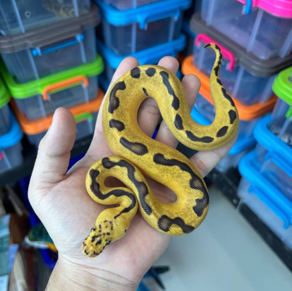 f-pastel-enchi-clown-ph-lavender-OENCZMKOC4