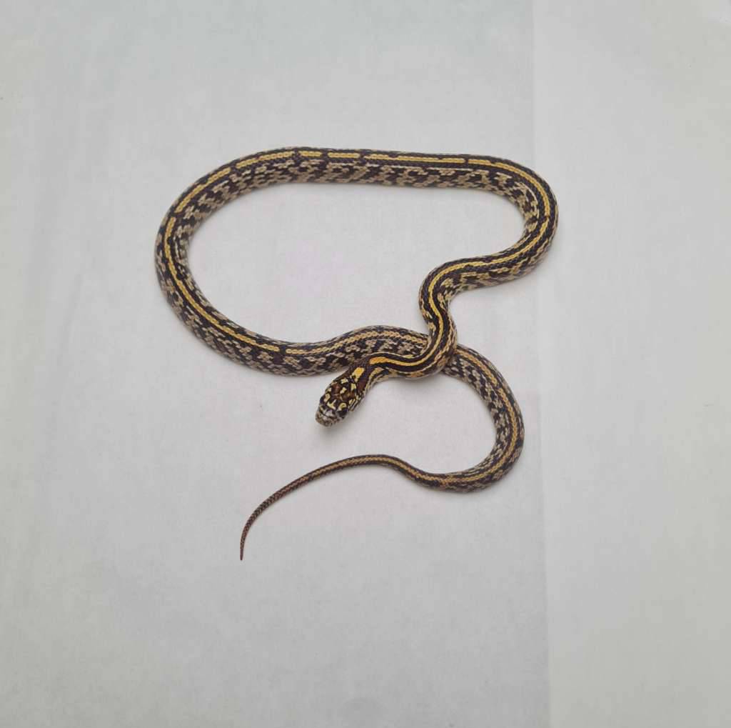 supercorn-tessera-f2-G24489ASTG