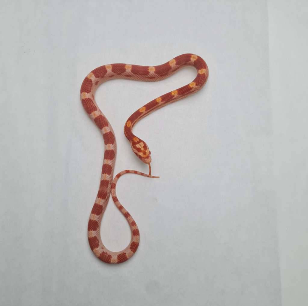 amel-cube-het-anery-strawberry-PQLXQFUFZR