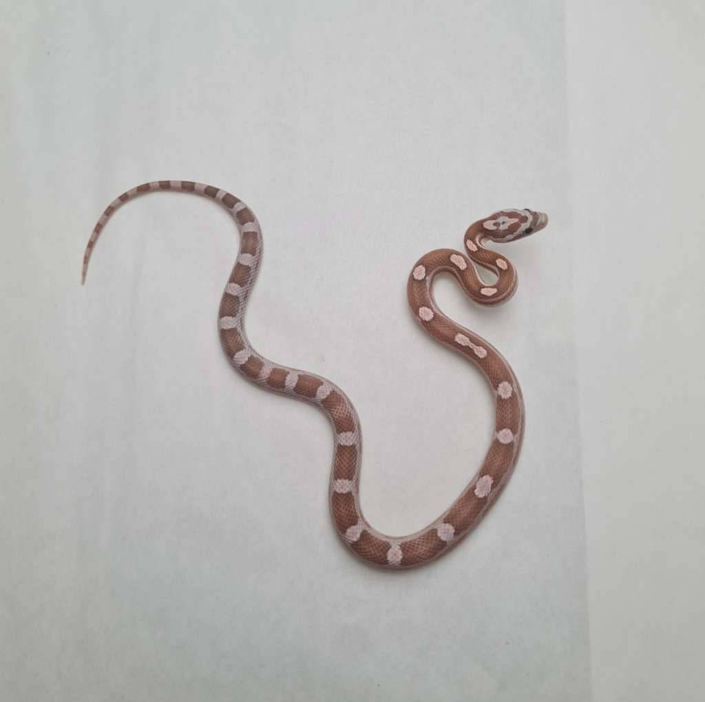 anery-hypoberry-cube-het-amel-WLOK0N9NI3