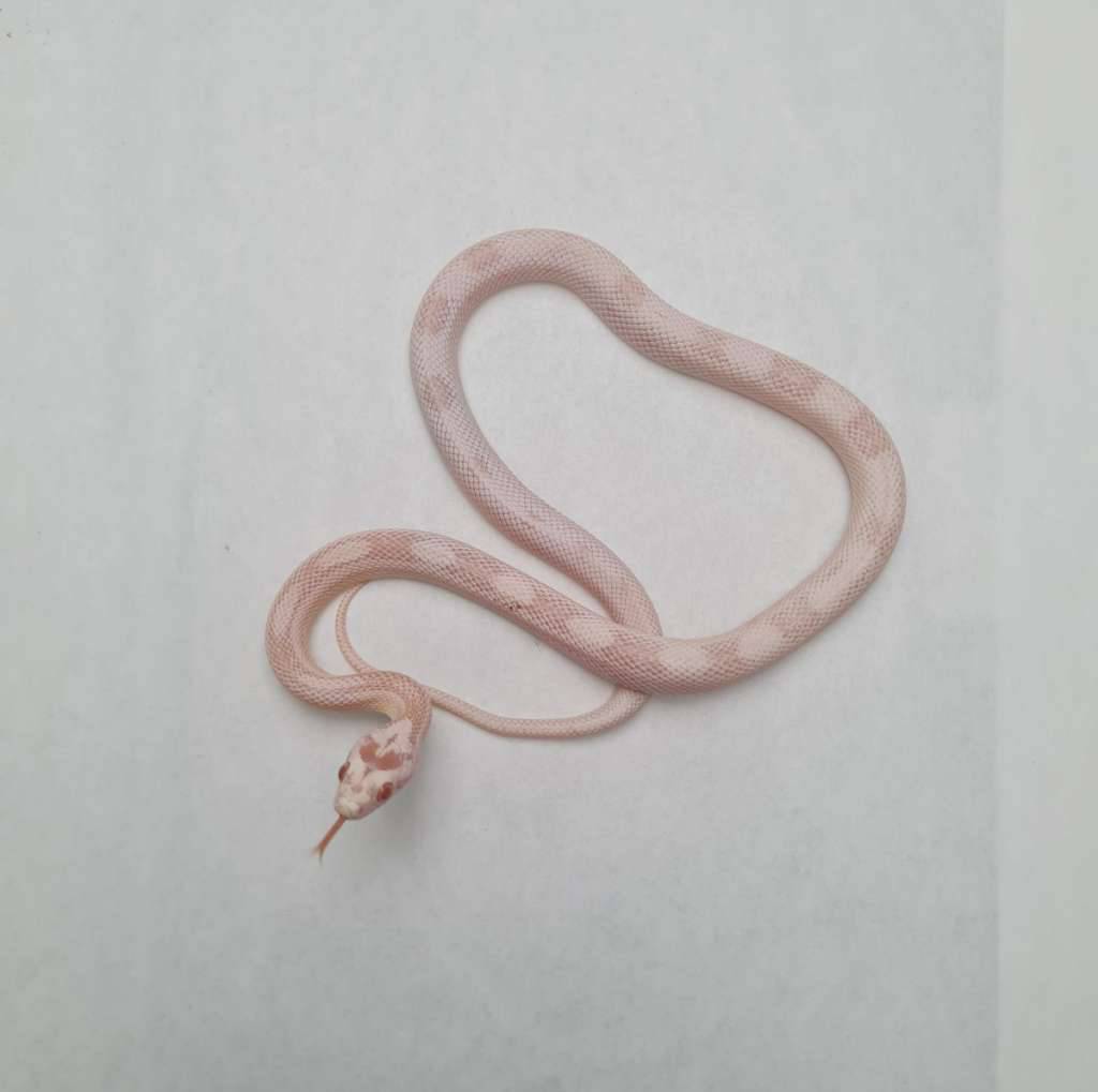 coral-snow-sunspot-DYOF4ROLMU