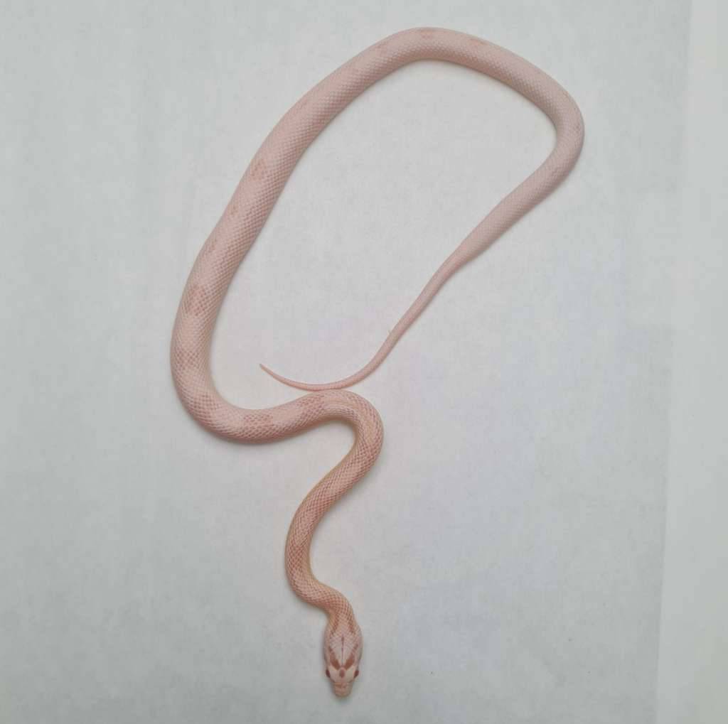 coral-snow-sunspot-SR1NH3ZKEE