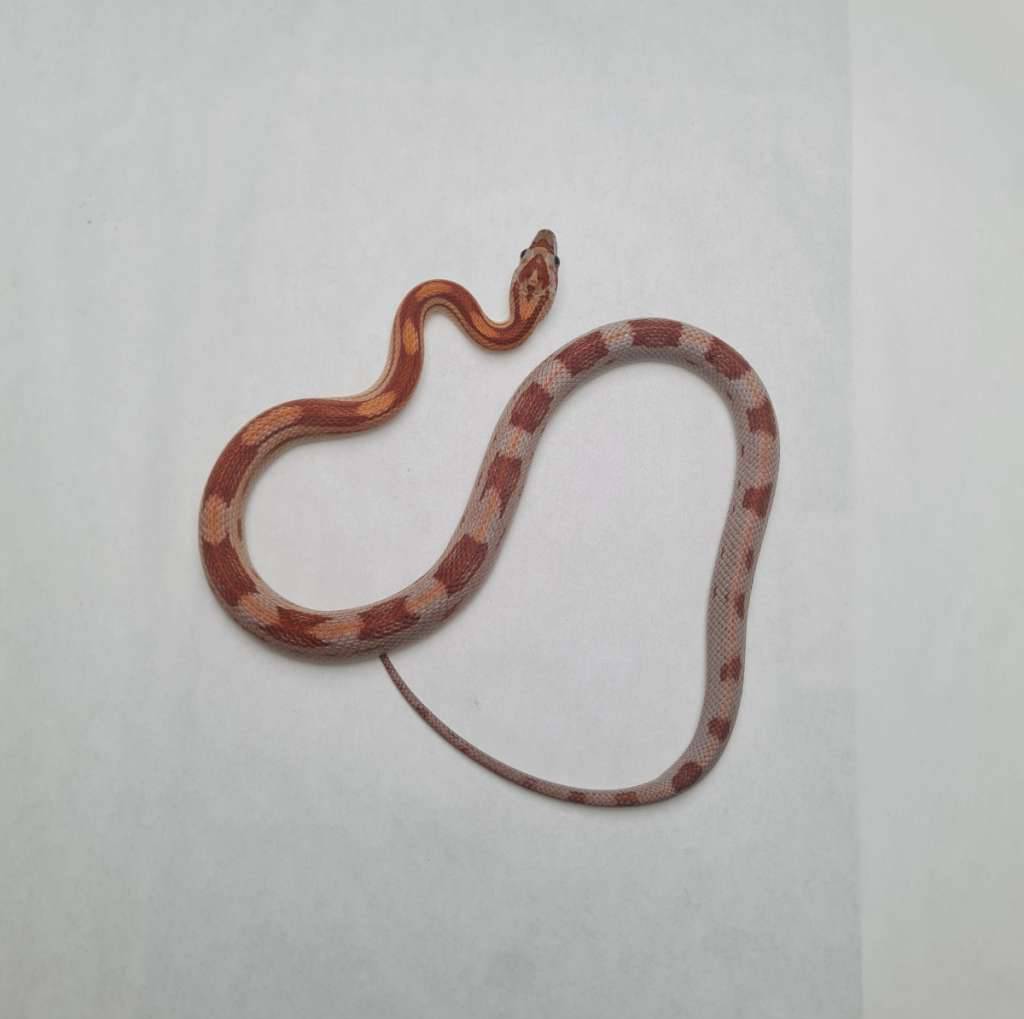 cube-het-coral-snow-CNPD6TBGHP