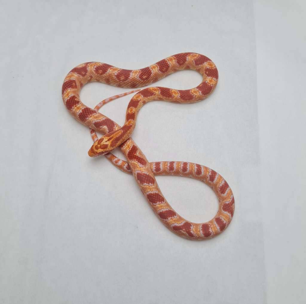 amel-reverse-het-anery-KRNN8PWJNC