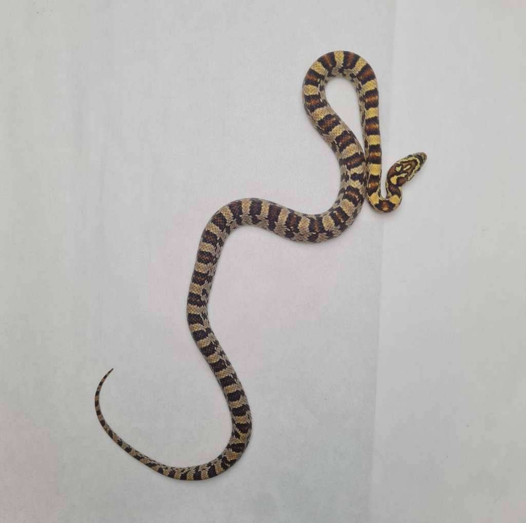 sepercorn-f2-OOGUMPK58L