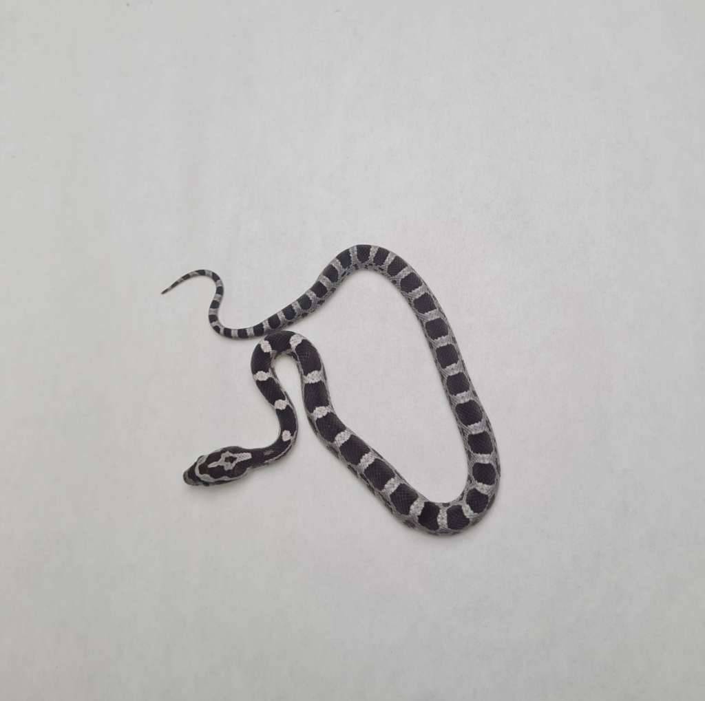 anery-het-amel-motley-ph-orchid-G2F0YRDL7Y