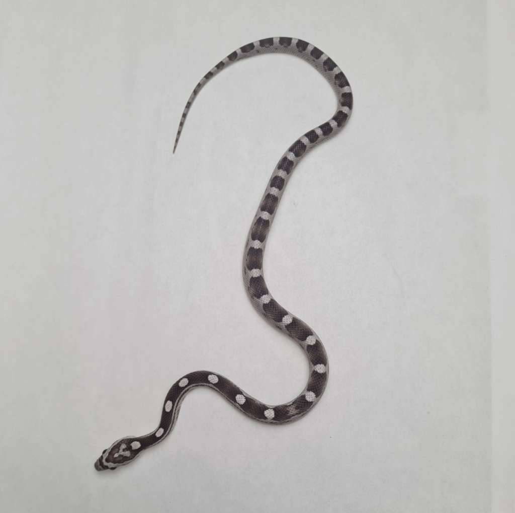 anery-motley-het-amel-strawberry-C75BZPKZHD