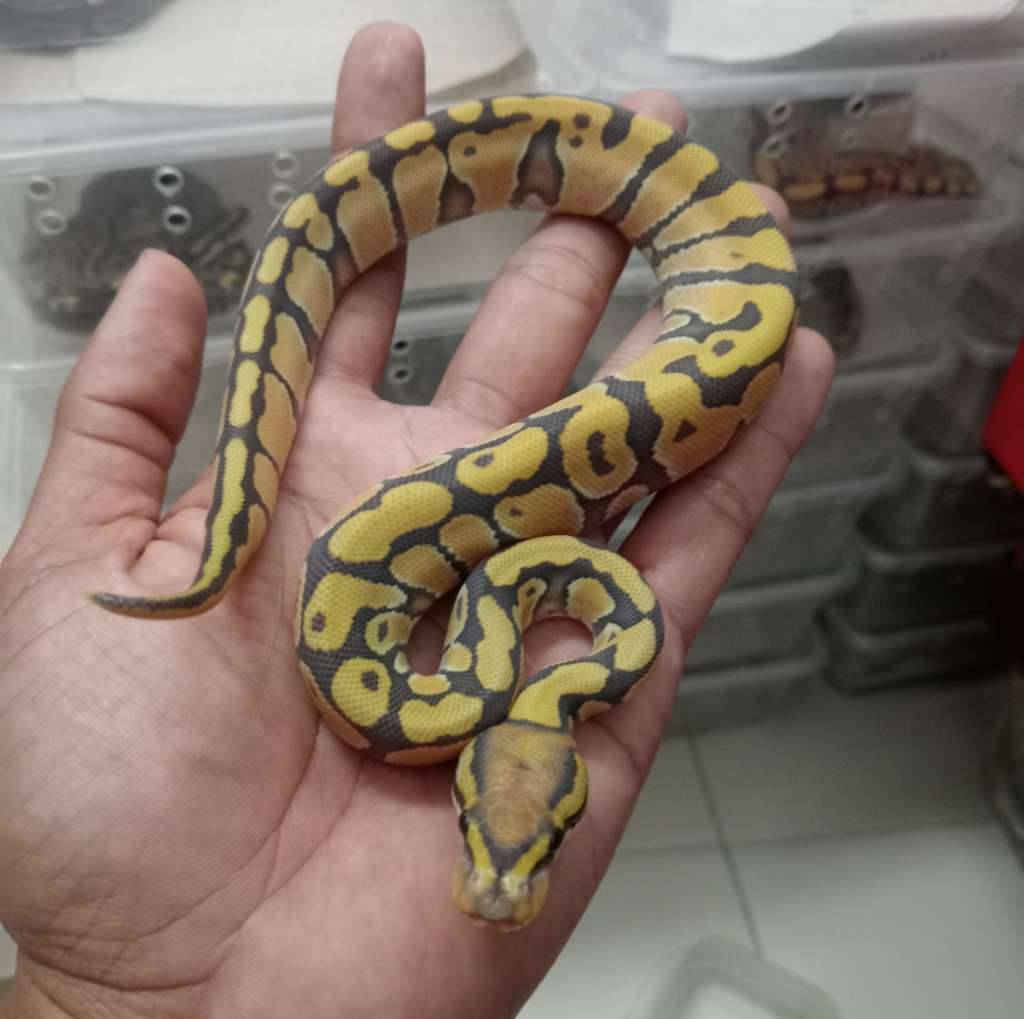 enchi-dg-hypo-Z5UPU1ZL3R