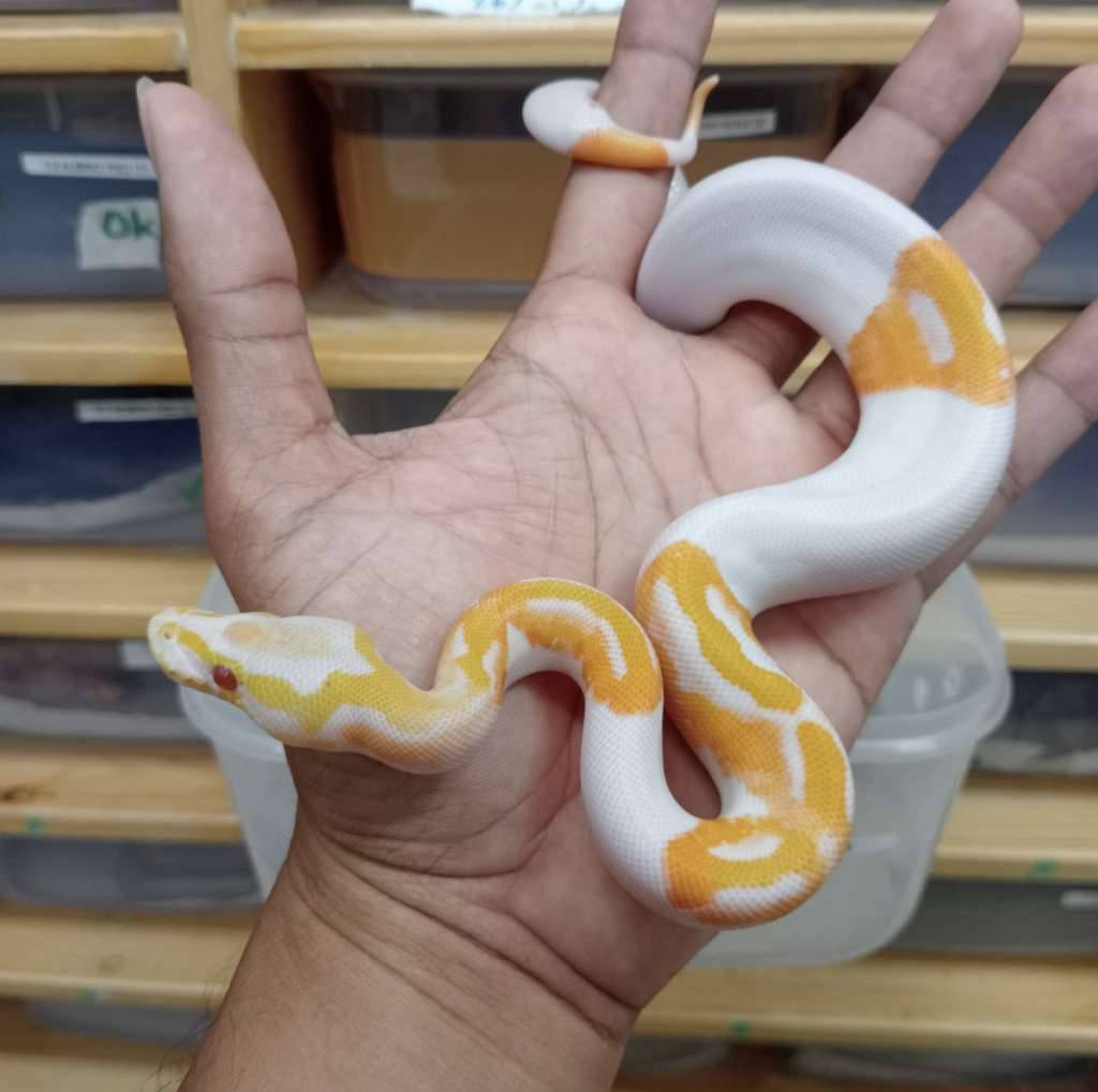 dreamsicle-hi-white-PPJM62TVFF