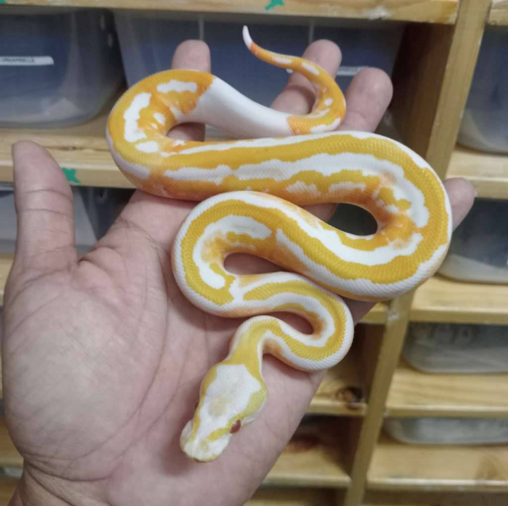 pastel-dreamsicle-ILIJEL94XU