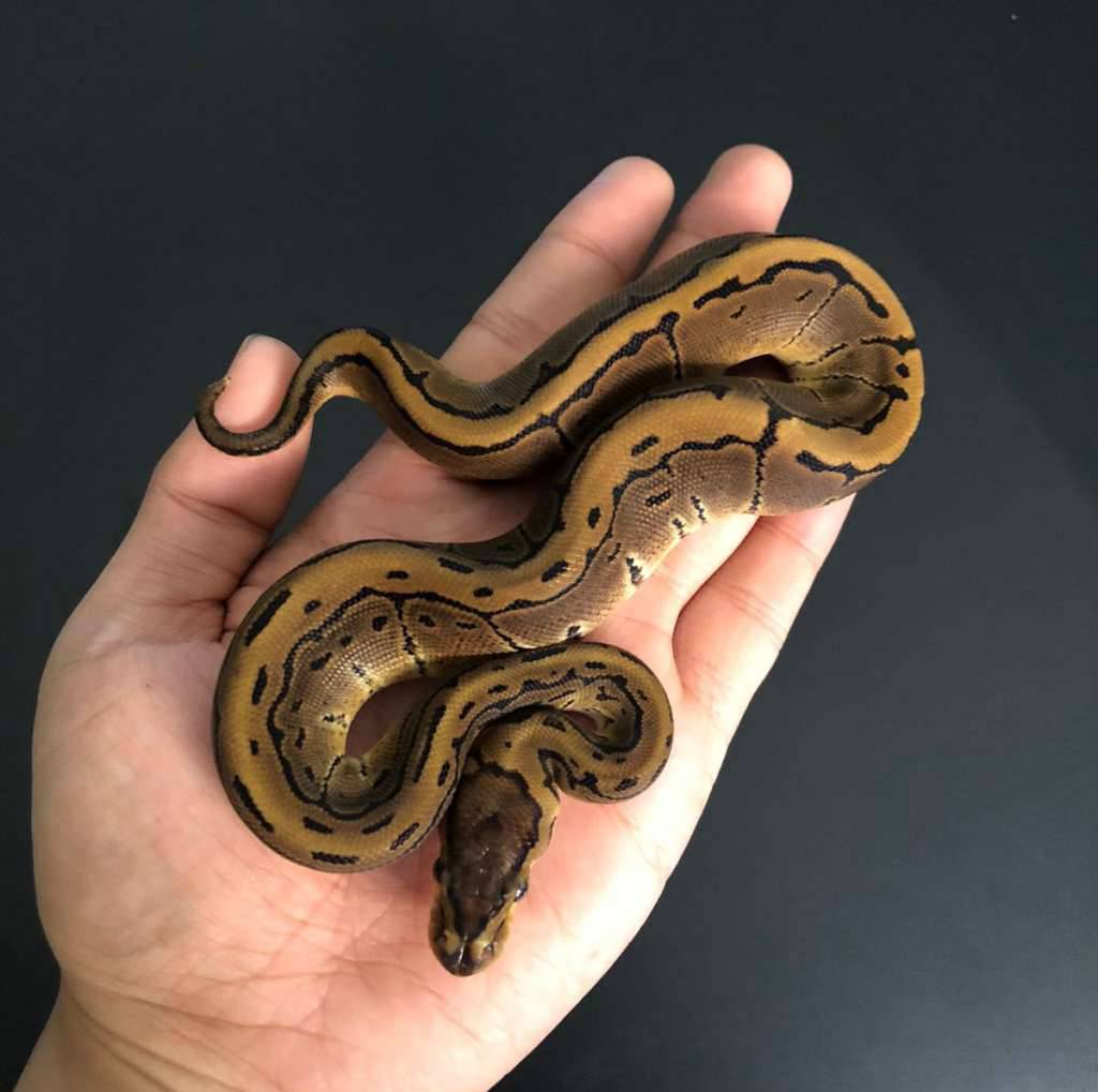 pinstripe-het-pied-WL218A2KQM