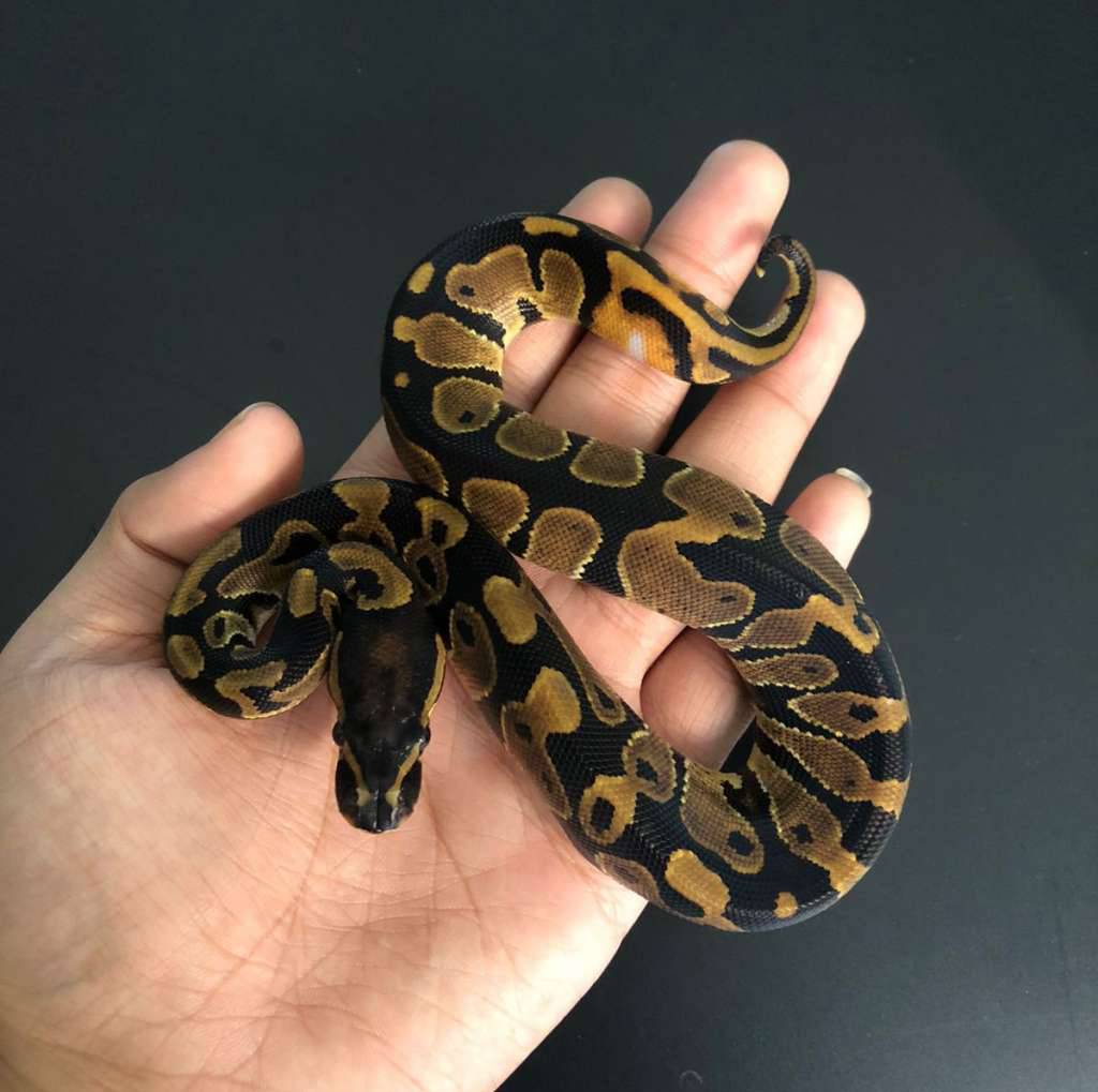 normal-het-pied-55GEXT74T2