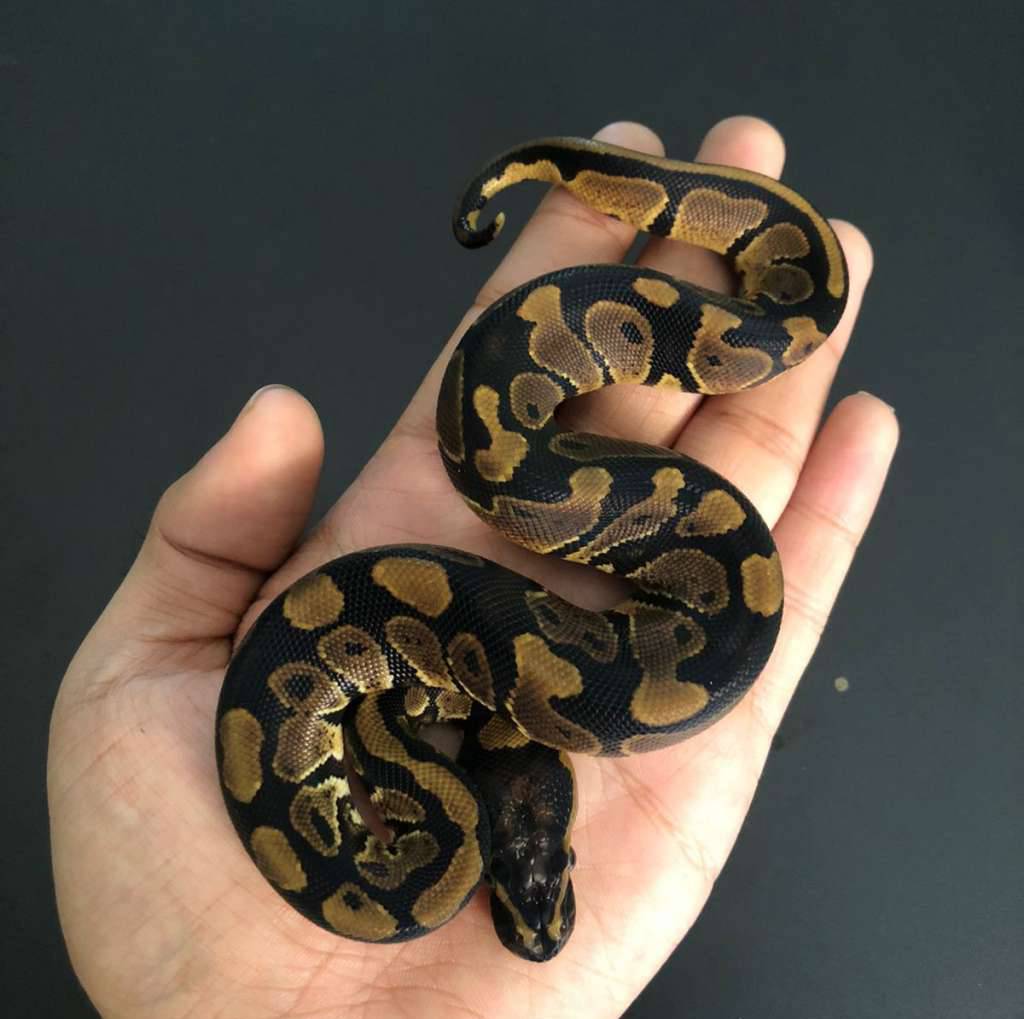 normal-het-pied-KCLVPI8IGT