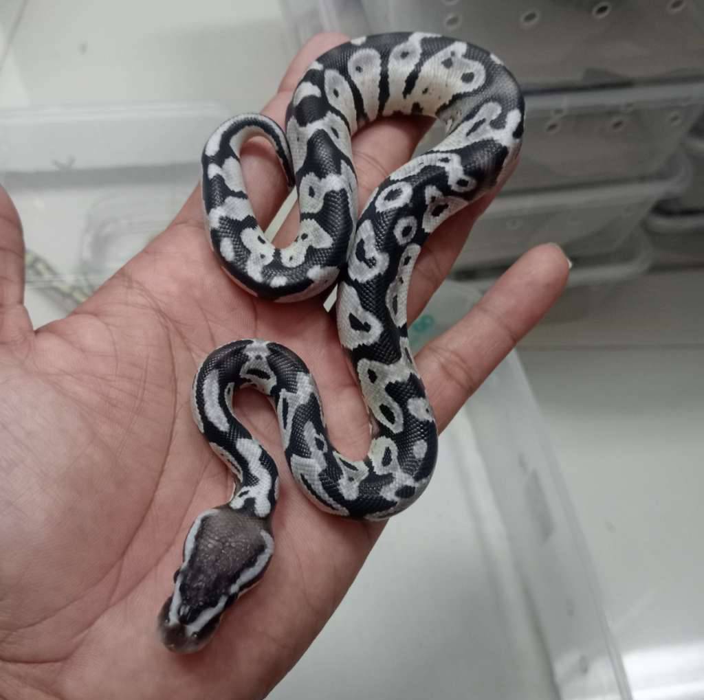 pastel-axantic-vpi-KHVR10ERUY