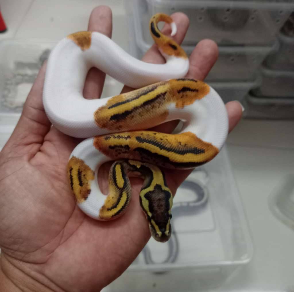 pastel-pied-het-lavender-PBCU2G2MT1