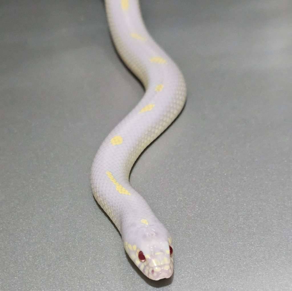 proven-ks-california-albino-dotdash-TNJR9ZVTSO