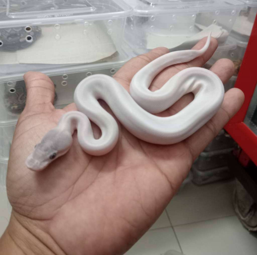 leucistik-super-mojave-NOJGTIM5ZO