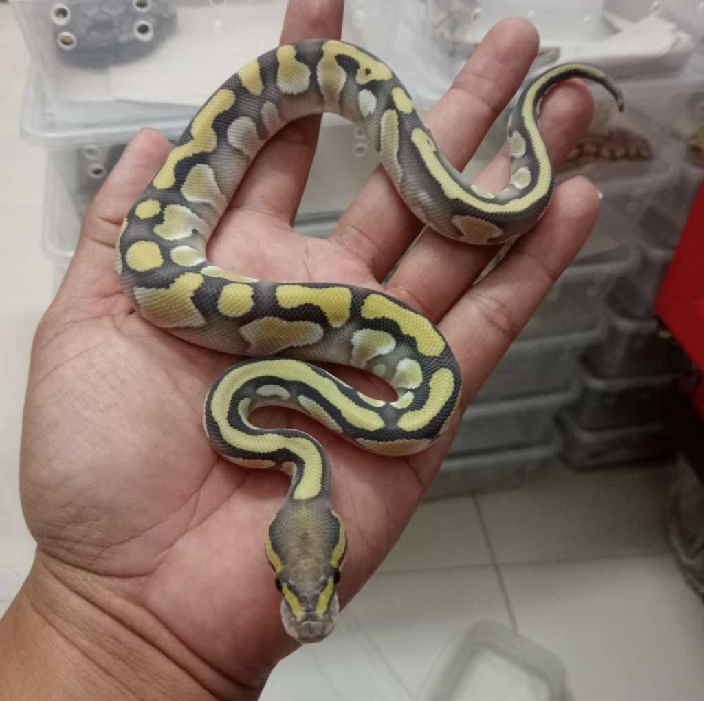 lesser-dg-ZHS09BQCD5