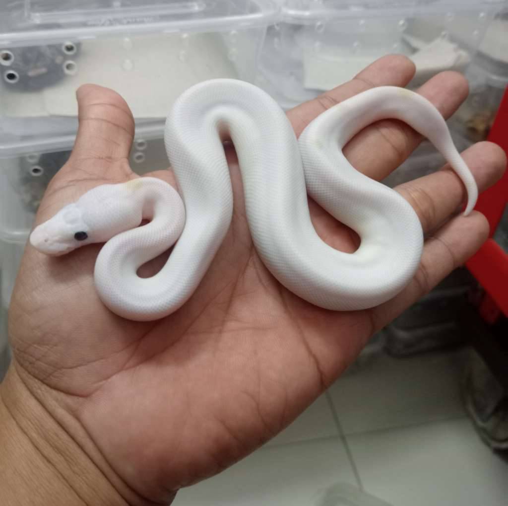 leucistik-super-fire-K0UM3YOT0J