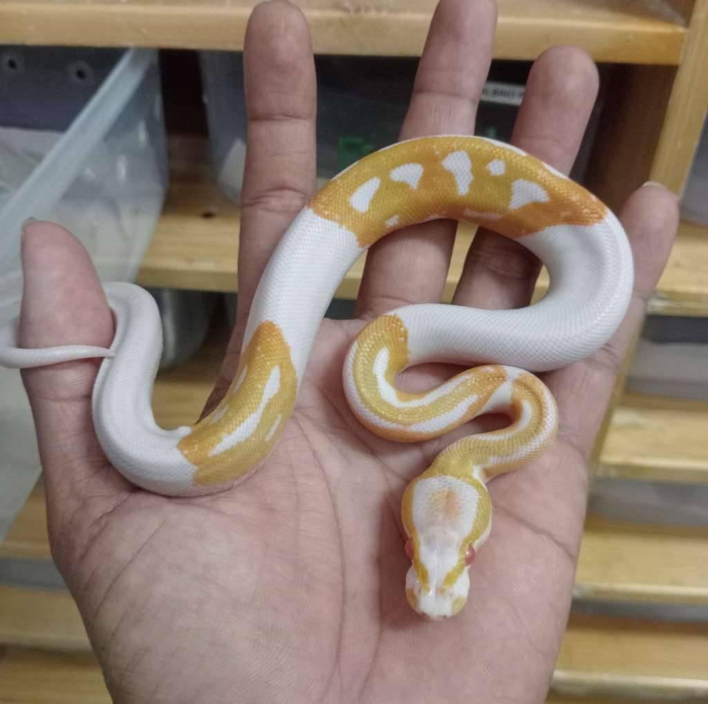 albino-pied-DJI5BS1UQO