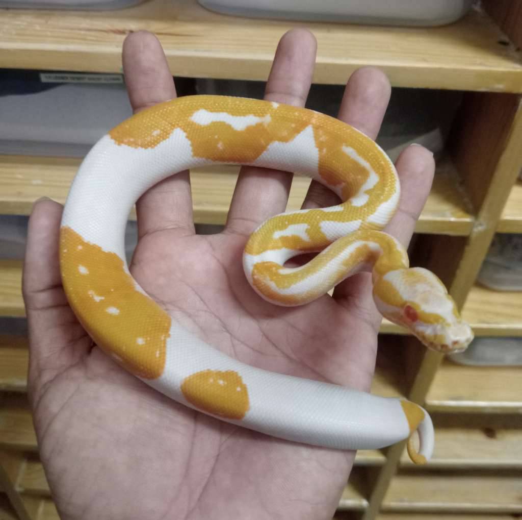 albino-pied-T44X8P1FT8