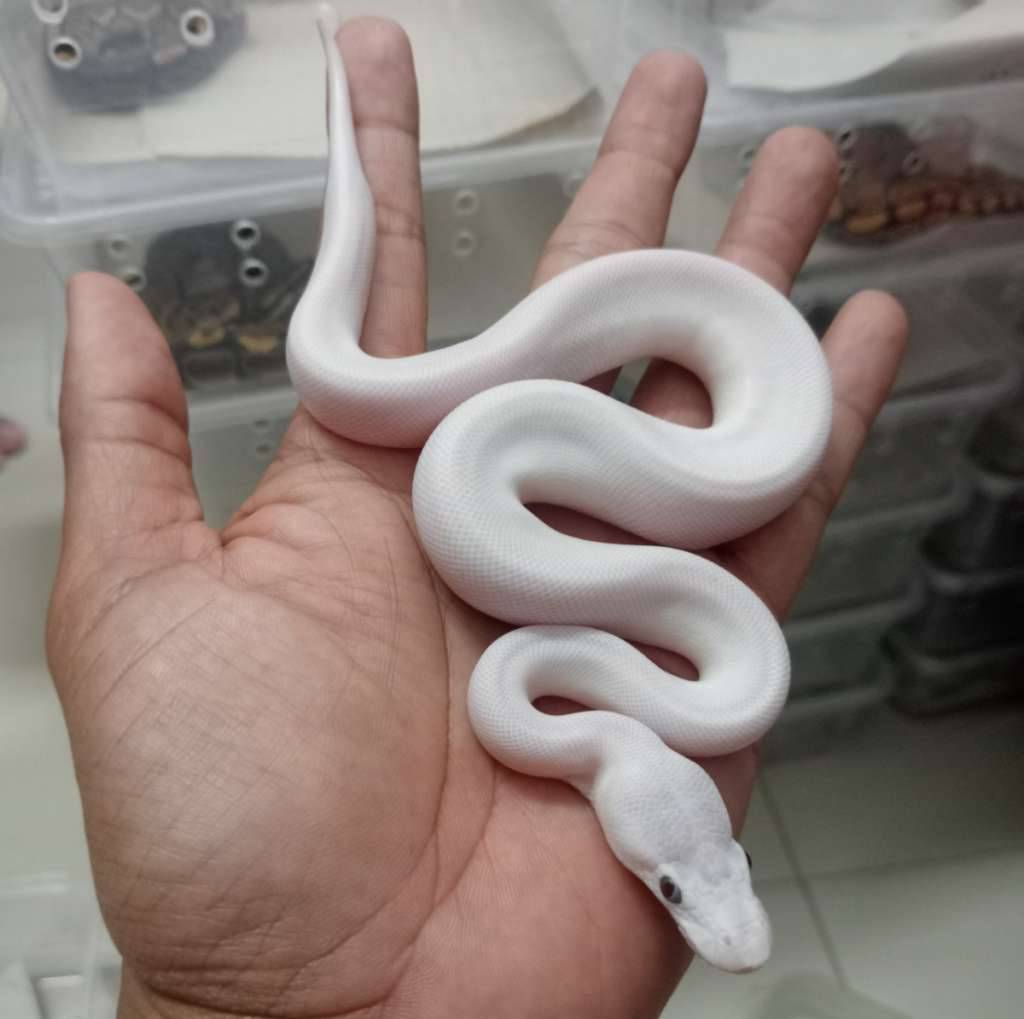 leucistik-super-mojave-AODV0CIHKS