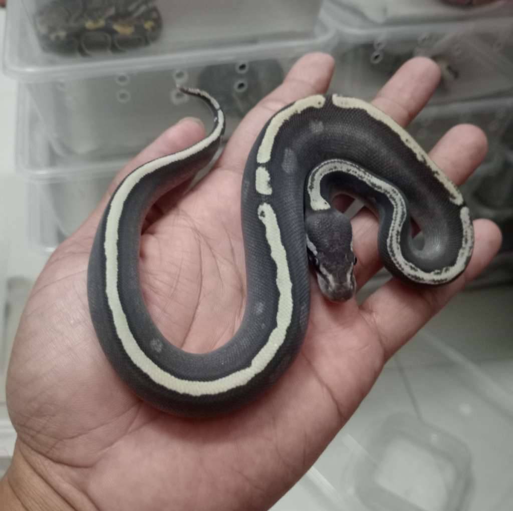 ghi-mojave-NV9MGGVT6W