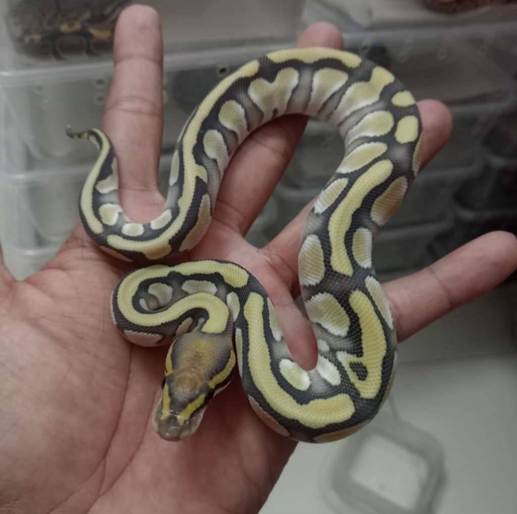 lesser-dg-YQR8MWG6S6