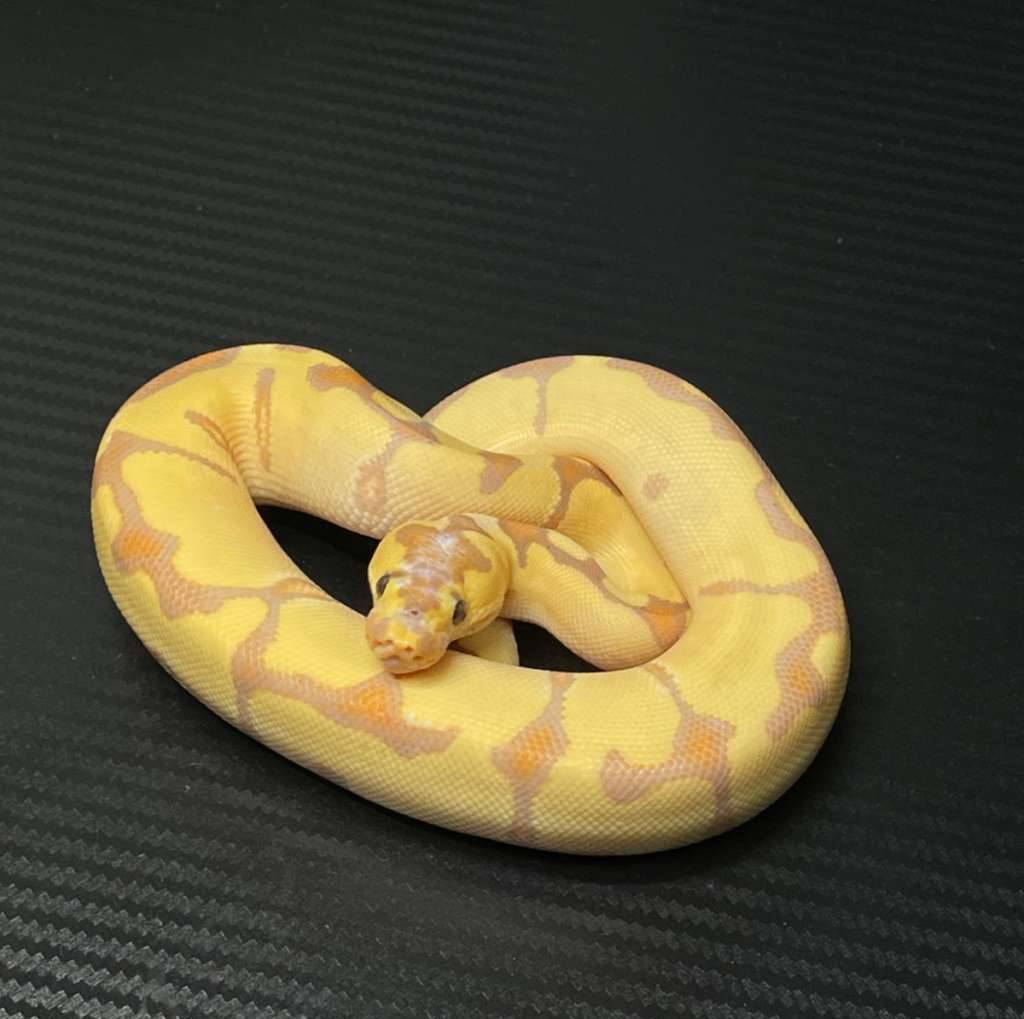 banana-enchi-blade-clown-f-TWWA1OOS43