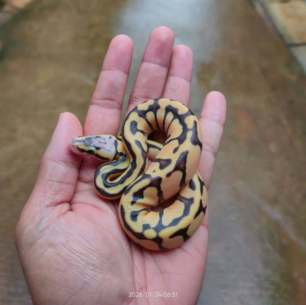 baby-ball-python-pastel-enchi-bp-unsex-8SATKONGCR