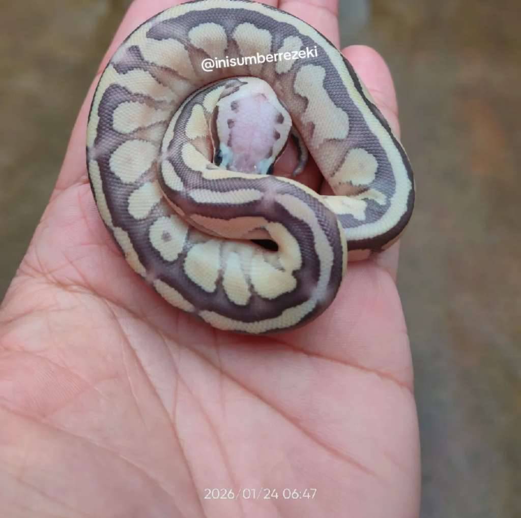 baby-ball-python-butter-pastel-bp-unsex-04S4UWXIMN