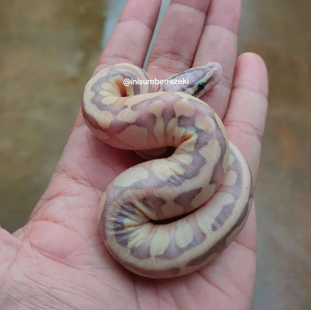baby-ball-python-butter-pastel-enchi-bp-unsex-WDTSLPLCKB