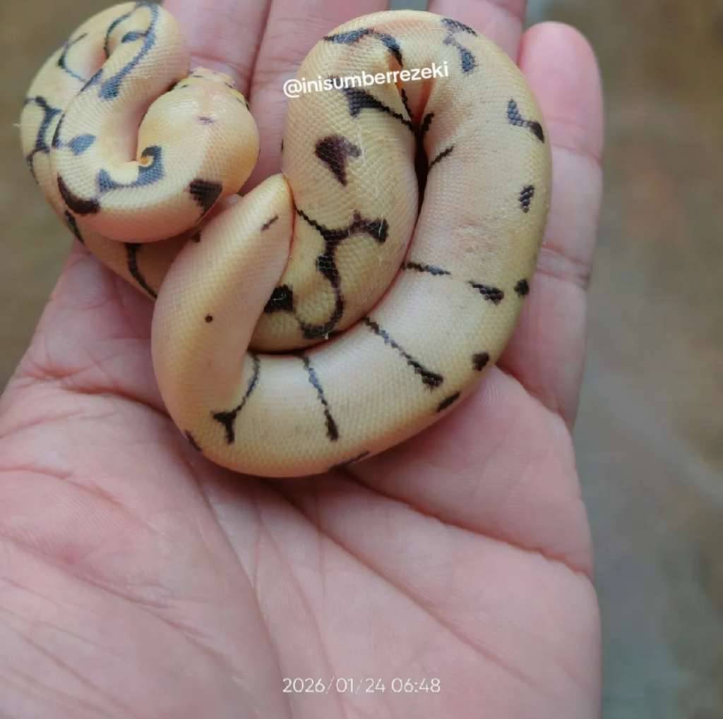 baby-ball-python-spider-pastel-enchi-bp-unsex-OJCYY8DRYU