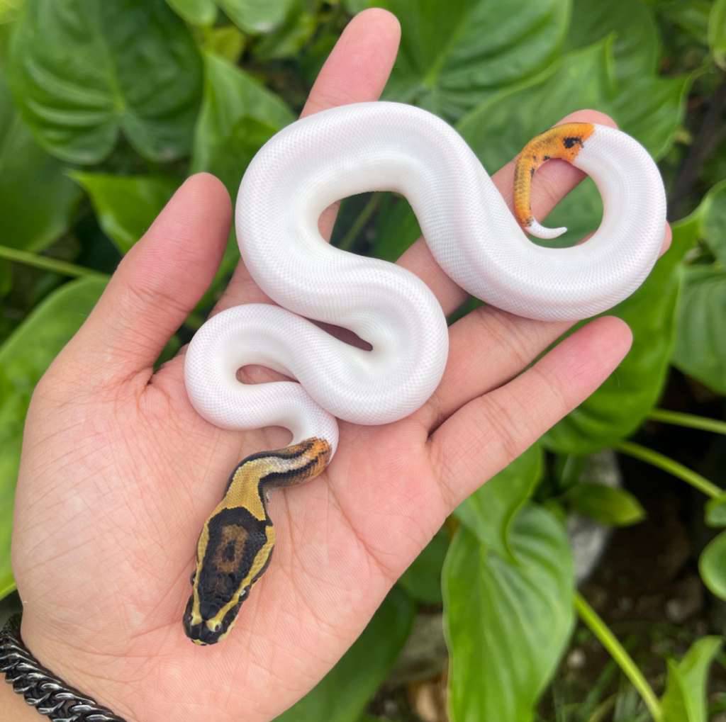 pied-hi-white-VS8ROA24E6