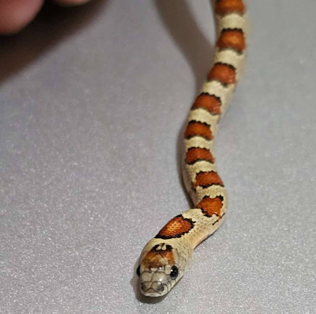 thayerivariable-mountain-kingsnake-ESORFNY5WK