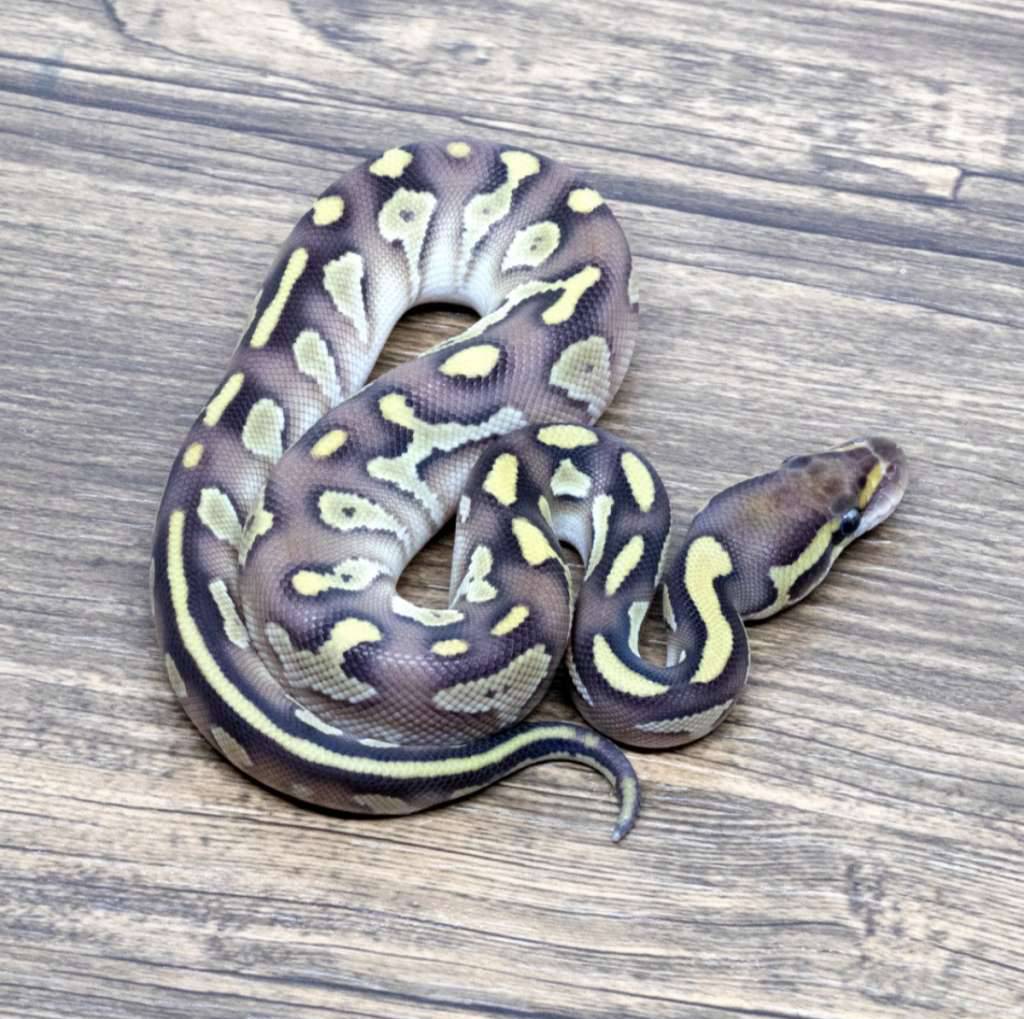 leopard-lesser-het-clown-V4PLQO3RIW