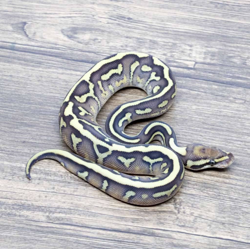 black-head-leopard-lesser-het-clown-24JNI3QJIM