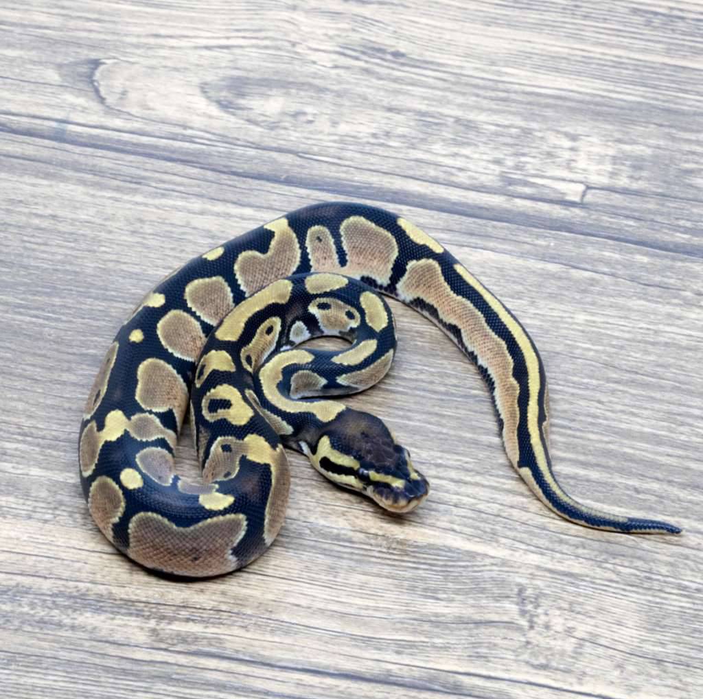 orange-dream-enchi-het-pied-Y2RXJR0BVN