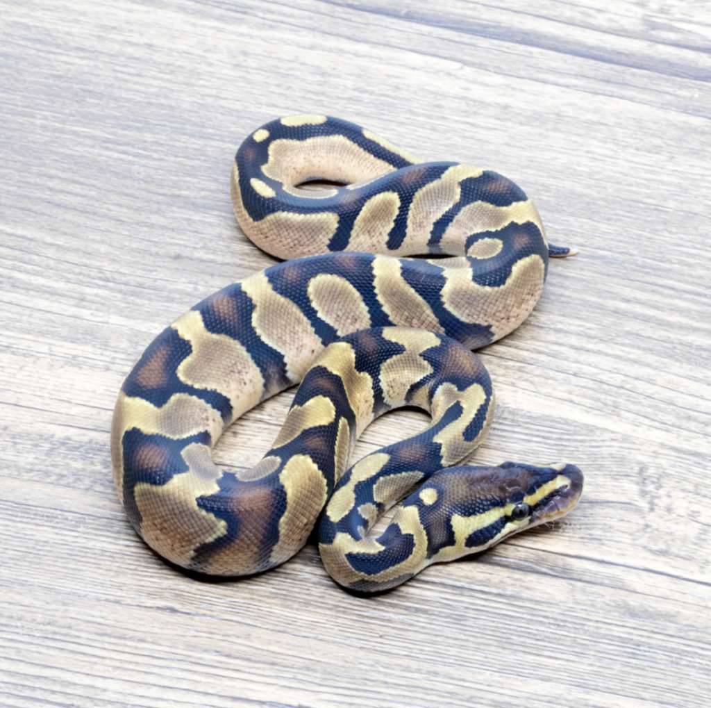 enchi-yellow-belly-het-pied-RZF5HHERC9