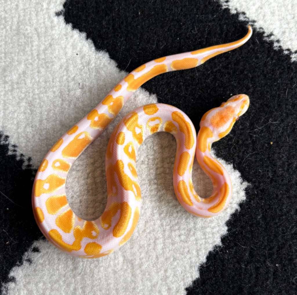 lavender-het-clown--m-Q6YE9Q4JLA