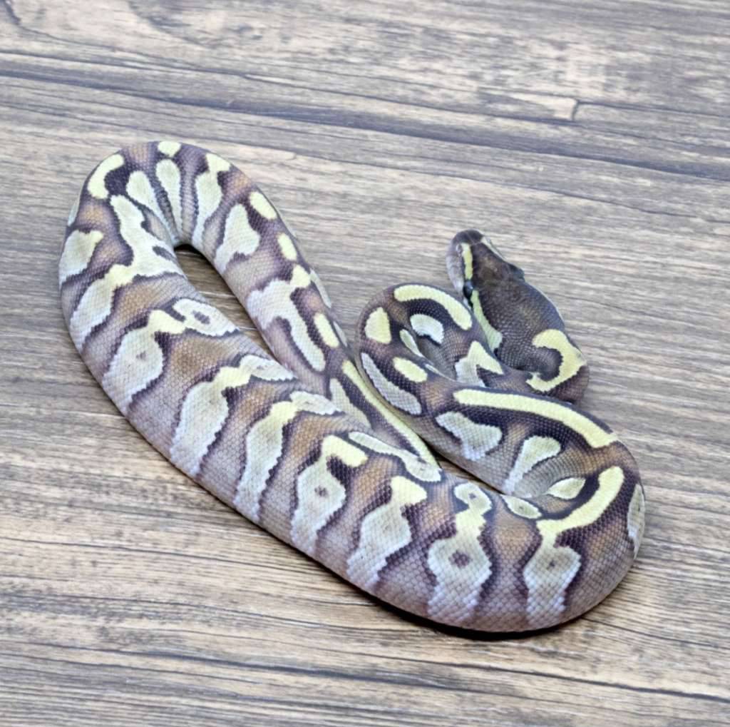 ghi-mojave-orange-dream-het-pied-TH70WHMGSY
