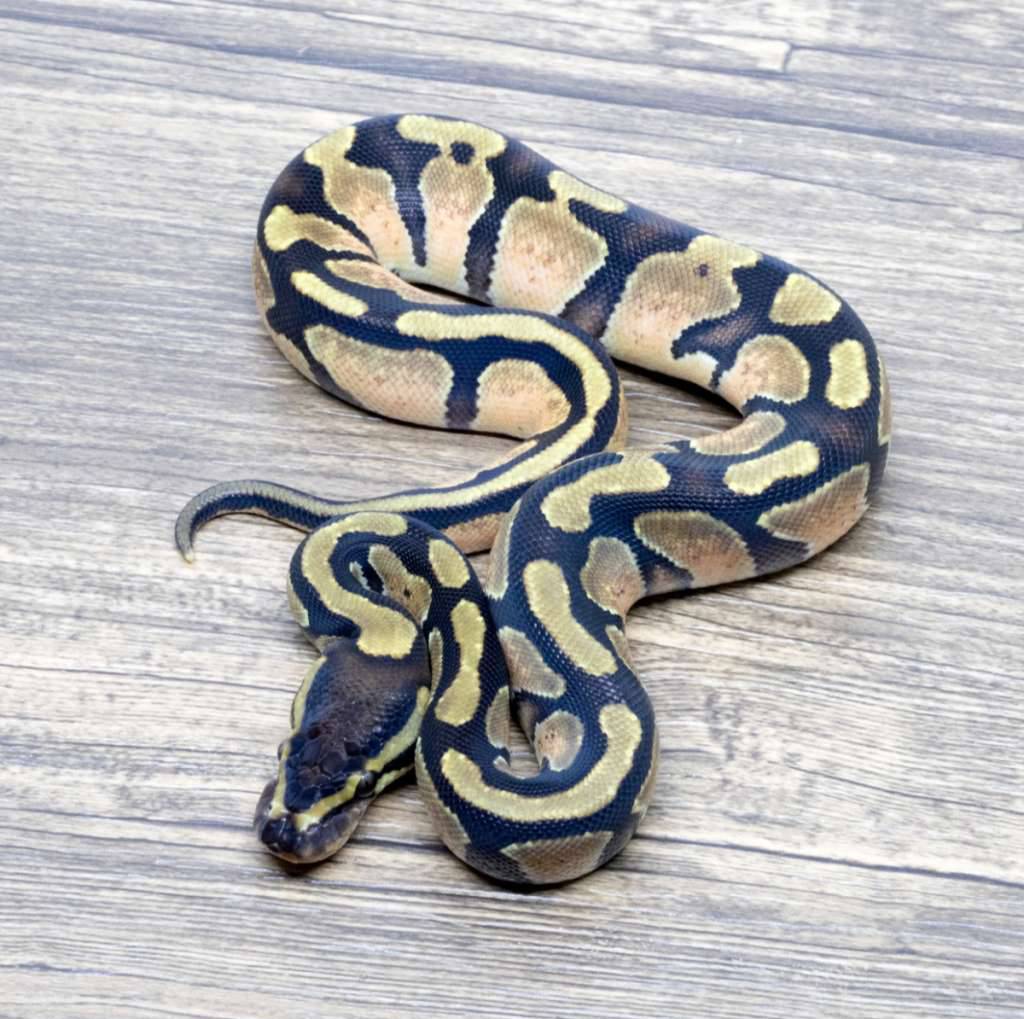 orange-dream-het-pied-22U7KGG5FE